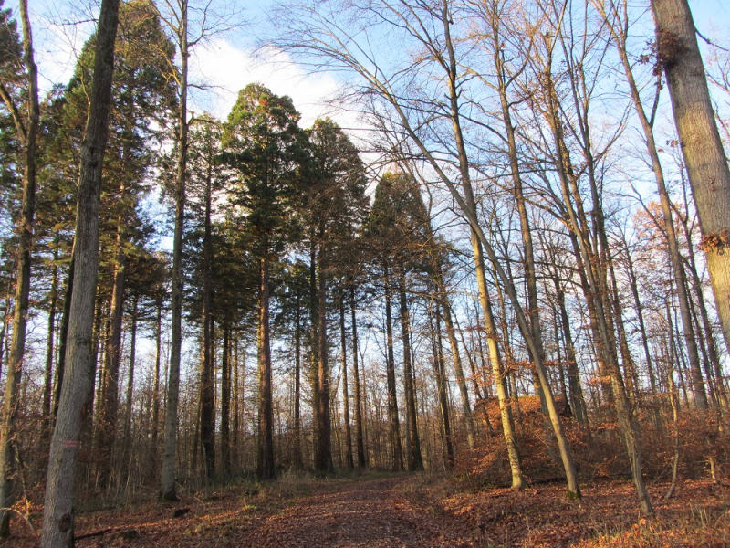 Месяц в Германии. Локдаун. Карантин. Рождество. НГ и прочие мелкие радости жизни.