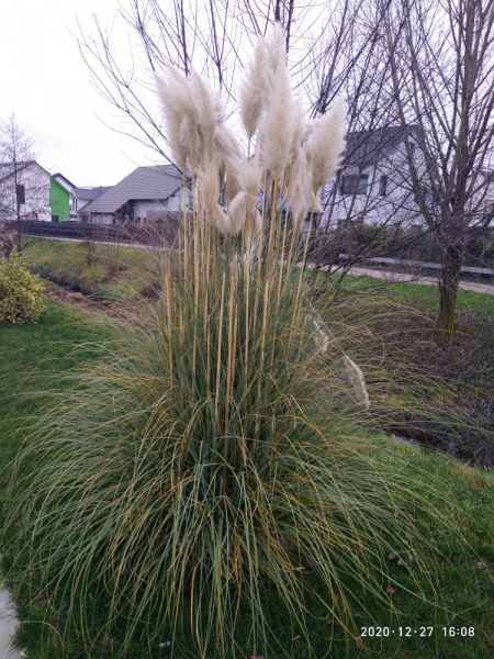 Месяц в Германии. Локдаун. Карантин. Рождество. НГ и прочие мелкие радости жизни.