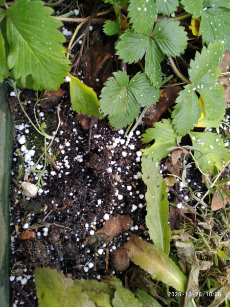 Месяц в Германии. Локдаун. Карантин. Рождество. НГ и прочие мелкие радости жизни.