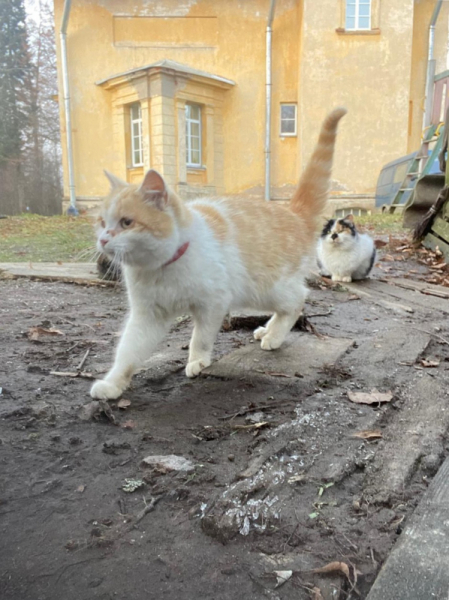 Кошки в нашей жизни. Кошки и все, что с ними связано.