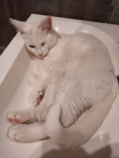 Кошки в нашей жизни. Кошки и все, что с ними связано.