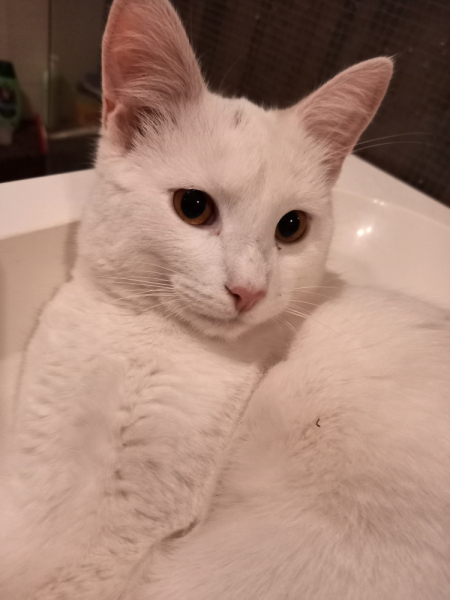 Кошки в нашей жизни. Кошки и все, что с ними связано.