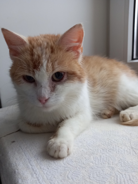 Кошки в нашей жизни. Кошки и все, что с ними связано.