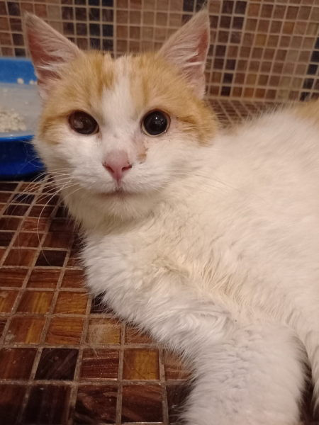 Кошки в нашей жизни. Кошки и все, что с ними связано.