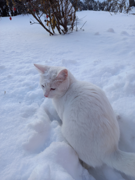 Кошки в нашей жизни. Кошки и все, что с ними связано.