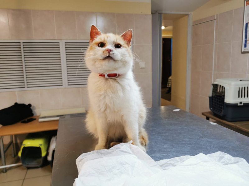 Кошки в нашей жизни. Кошки и все, что с ними связано.