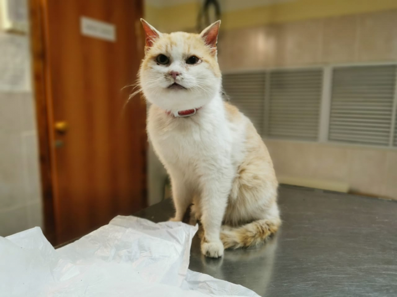 Кошки в нашей жизни. Кошки и все, что с ними связано.