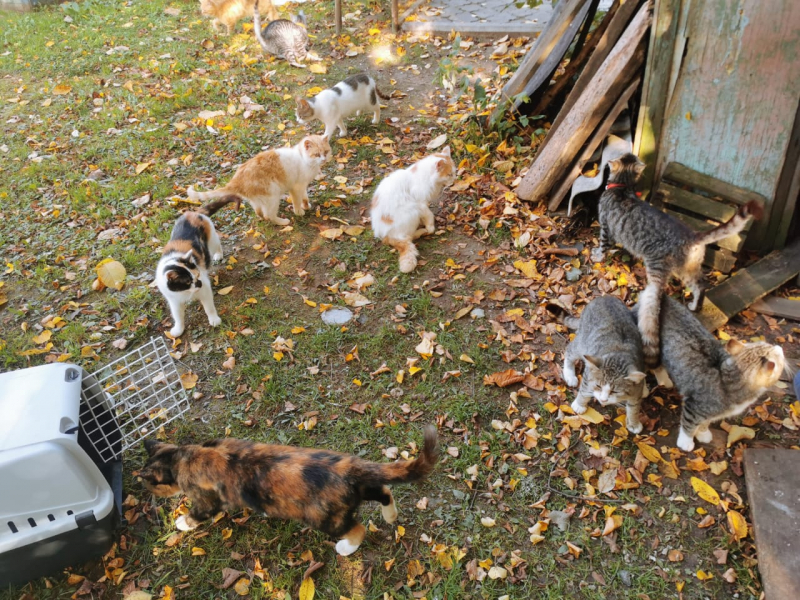 Кошки в нашей жизни. Кошки и все, что с ними связано.