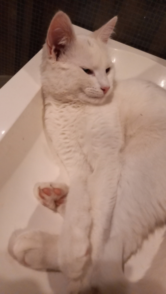 Кошки в нашей жизни. Кошки и все, что с ними связано.