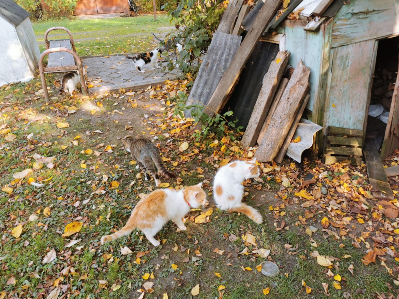 Кошки в нашей жизни. Кошки и все, что с ними связано.