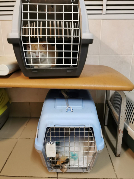 Кошки в нашей жизни. Кошки и все, что с ними связано.