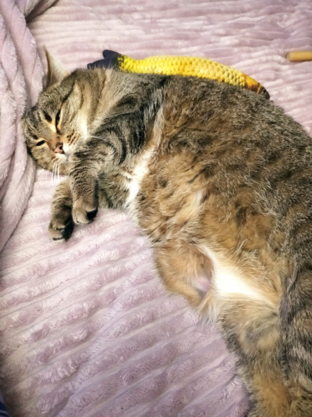 Кошки в нашей жизни. Кошки и все, что с ними связано.