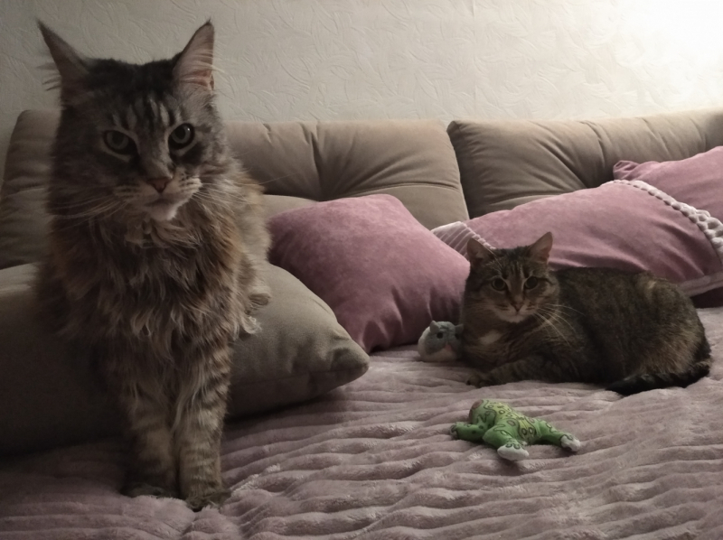 Кошки в нашей жизни. Кошки и все, что с ними связано.