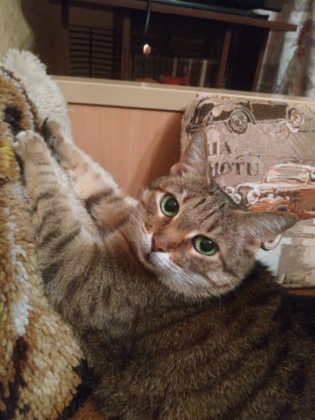 Кошки в нашей жизни. Кошки и все, что с ними связано.