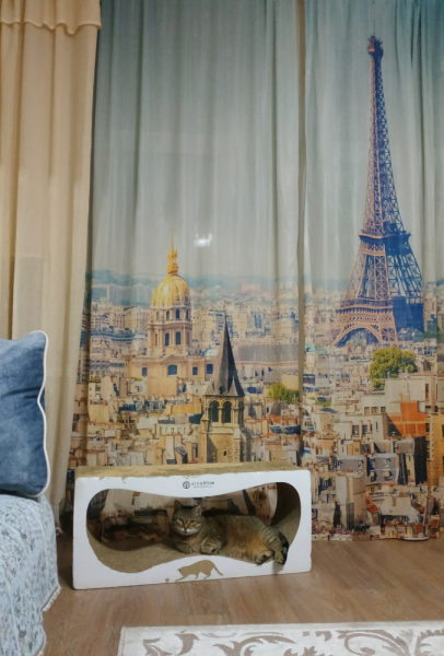 Кошки в нашей жизни. Кошки и все, что с ними связано.