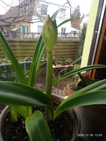 Месяц в Германии. Локдаун. Карантин. Рождество. НГ и прочие мелкие радости жизни.