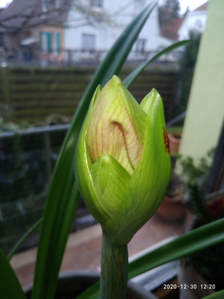 Месяц в Германии. Локдаун. Карантин. Рождество. НГ и прочие мелкие радости жизни.