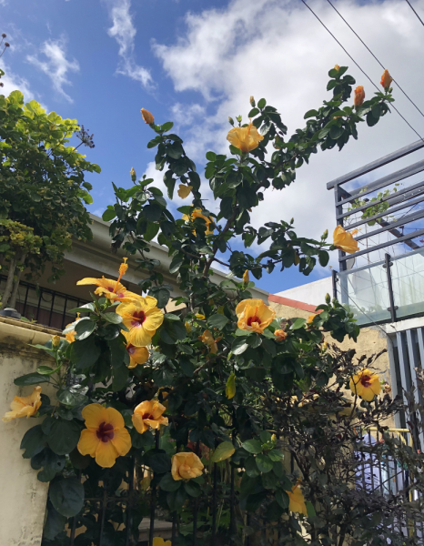 Ветер перемен или Манила заманила.