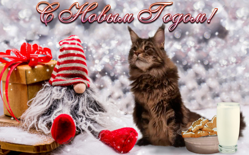 Кошки в нашей жизни. Кошки и все, что с ними связано.