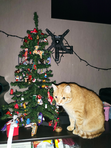 Кошки в нашей жизни. Кошки и все, что с ними связано.