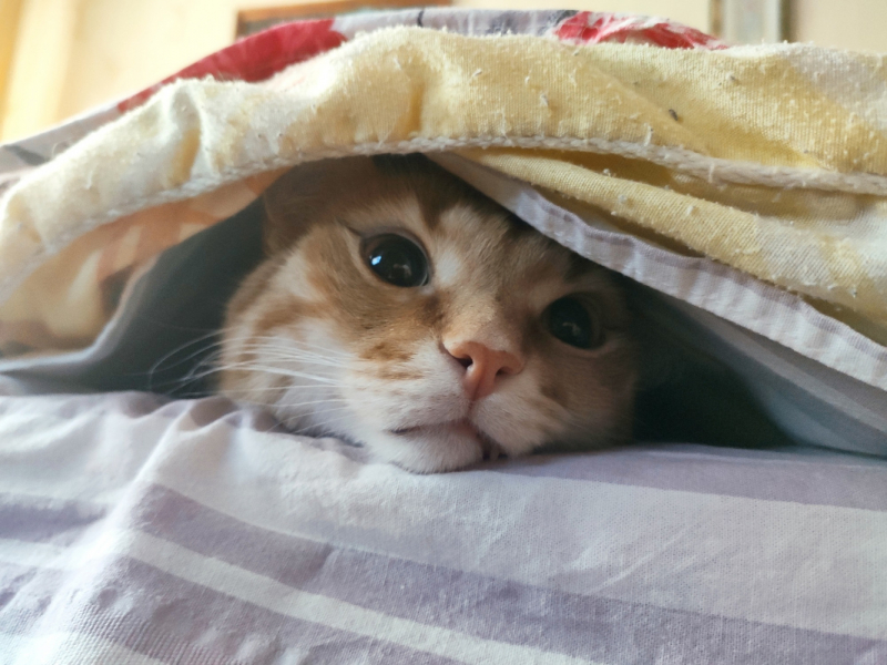 Кошки в нашей жизни. Кошки и все, что с ними связано.