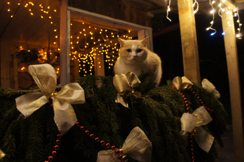 Кошки в нашей жизни. Кошки и все, что с ними связано.