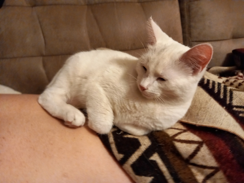 Кошки в нашей жизни. Кошки и все, что с ними связано.