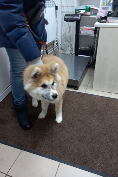 Кошки в нашей жизни. Кошки и все, что с ними связано.