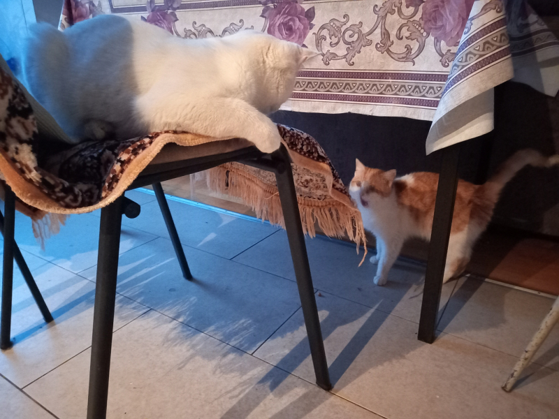 Кошки в нашей жизни. Кошки и все, что с ними связано.