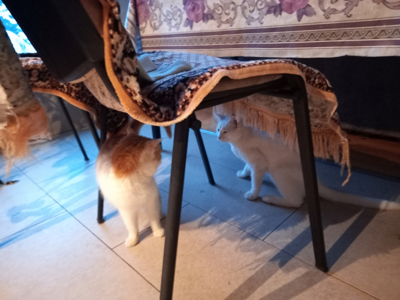 Кошки в нашей жизни. Кошки и все, что с ними связано.