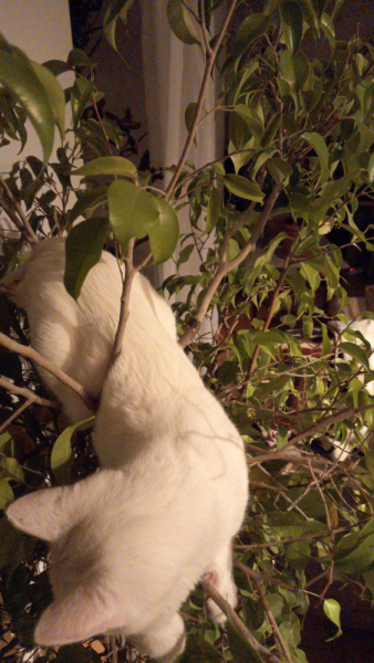 Кошки в нашей жизни. Кошки и все, что с ними связано.