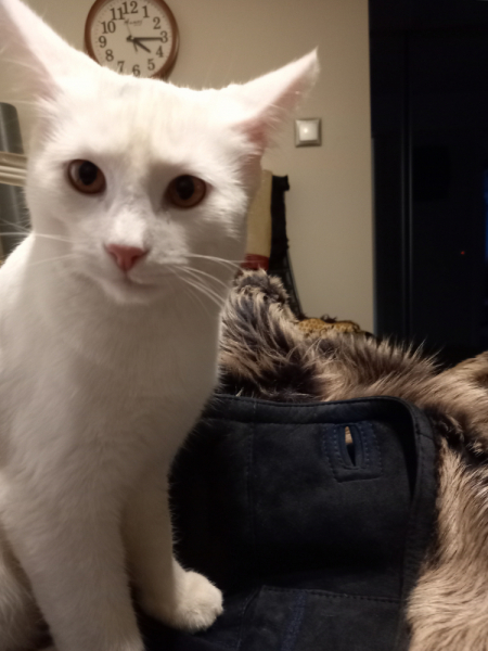 Кошки в нашей жизни. Кошки и все, что с ними связано.