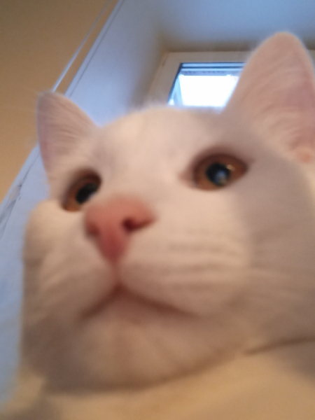 Кошки в нашей жизни. Кошки и все, что с ними связано.