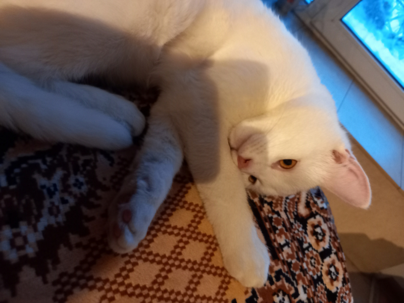 Кошки в нашей жизни. Кошки и все, что с ними связано.