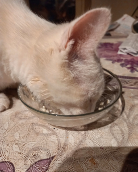 Кошки в нашей жизни. Кошки и все, что с ними связано.