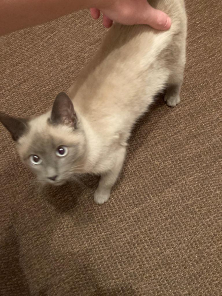 Кошки в нашей жизни. Кошки и все, что с ними связано.