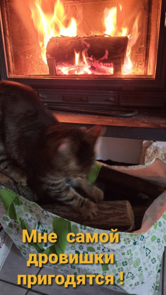 Кошки в нашей жизни. Кошки и все, что с ними связано.