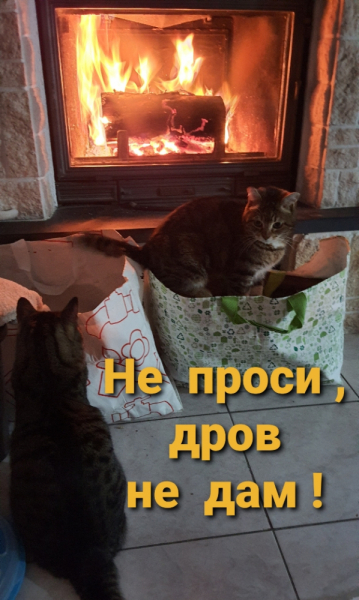 Кошки в нашей жизни. Кошки и все, что с ними связано.