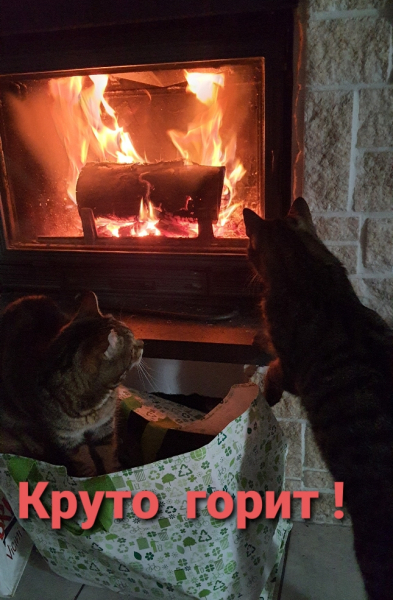 Кошки в нашей жизни. Кошки и все, что с ними связано.