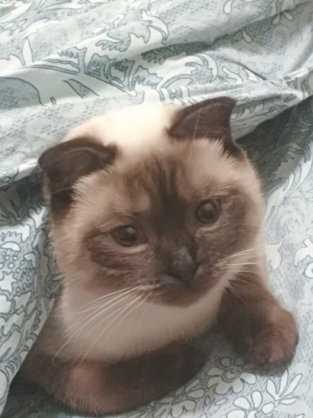 Кошки в нашей жизни. Кошки и все, что с ними связано.