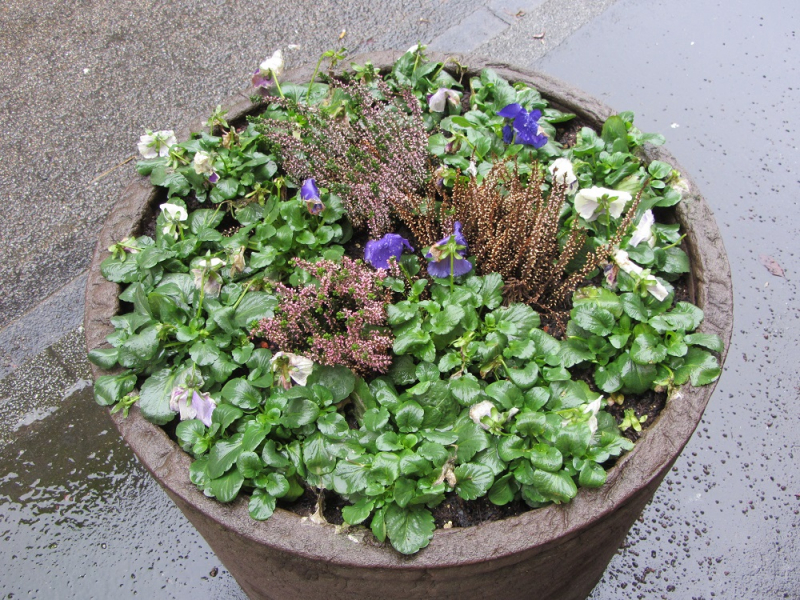 Месяц в Германии. Локдаун. Карантин. Рождество. НГ и прочие мелкие радости жизни.