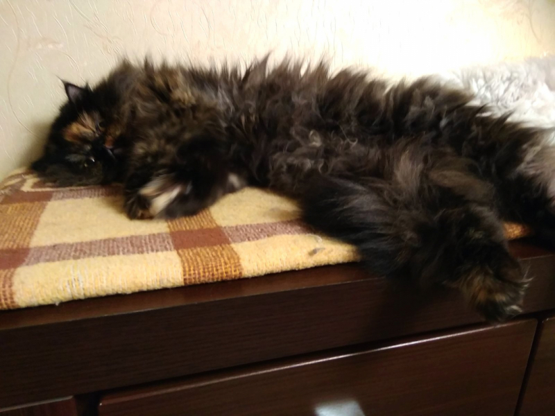 Кошки в нашей жизни. Кошки и все, что с ними связано.