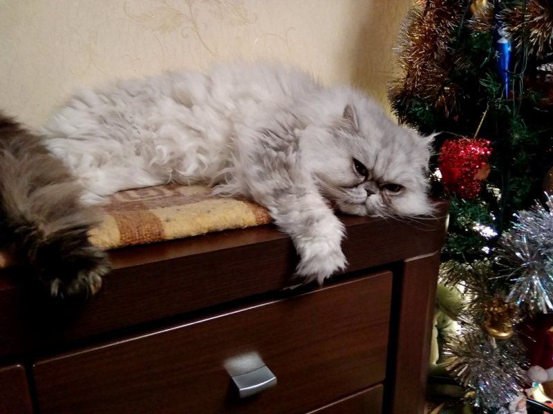 Кошки в нашей жизни. Кошки и все, что с ними связано.