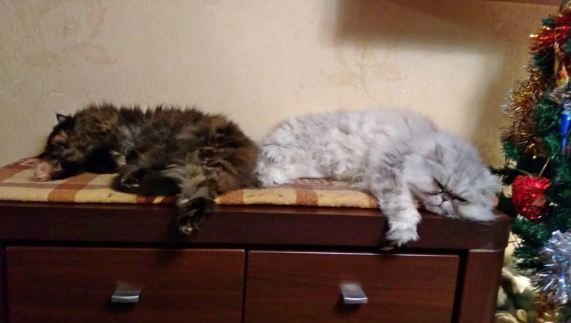 Кошки в нашей жизни. Кошки и все, что с ними связано.