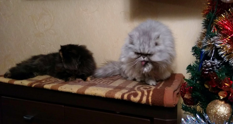 Кошки в нашей жизни. Кошки и все, что с ними связано.