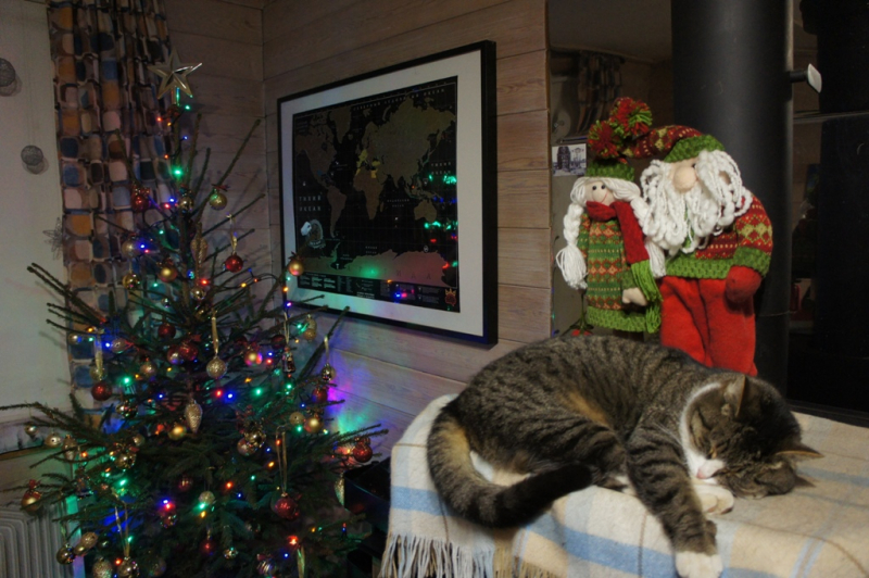 Кошки в нашей жизни. Кошки и все, что с ними связано.