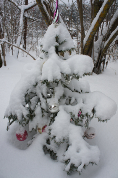 Кошки в нашей жизни. Кошки и все, что с ними связано.