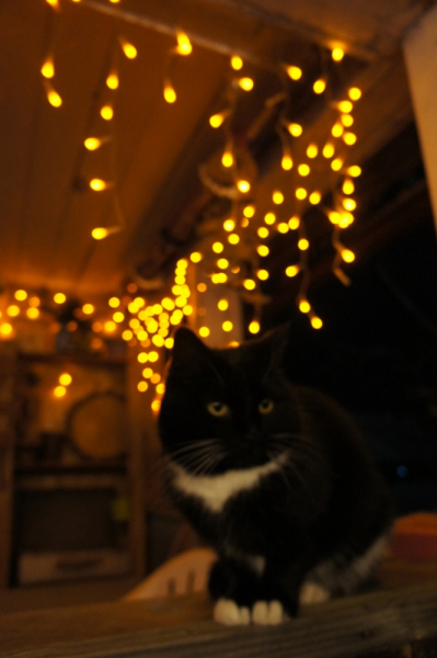 Кошки в нашей жизни. Кошки и все, что с ними связано.