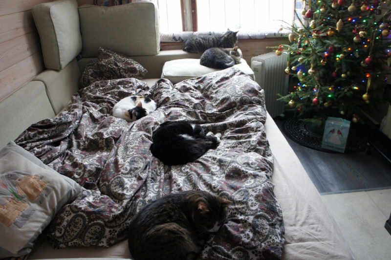 Кошки в нашей жизни. Кошки и все, что с ними связано.