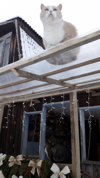 Кошки в нашей жизни. Кошки и все, что с ними связано.